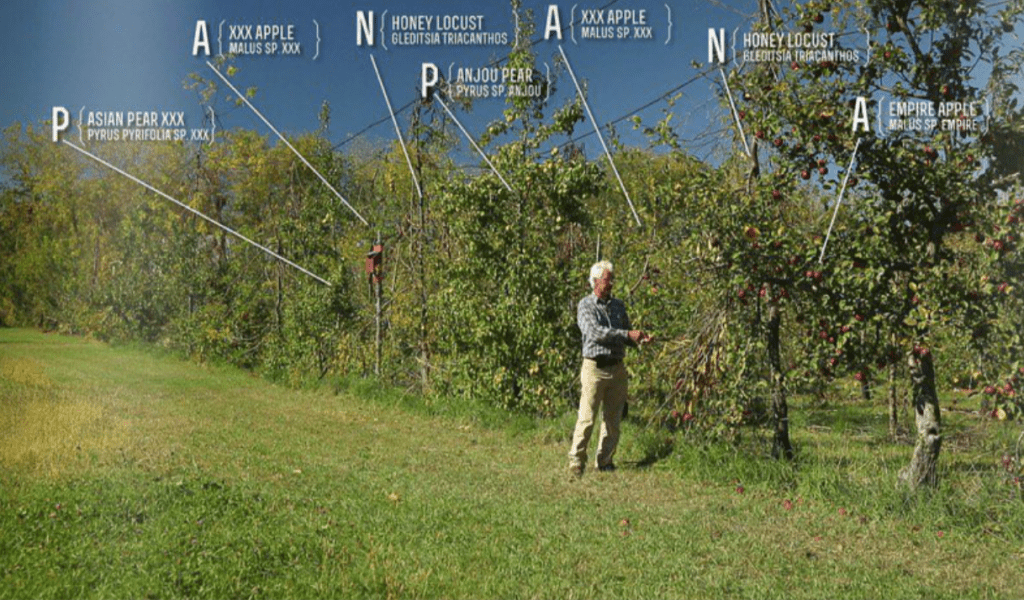 permaculture orchard
