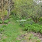 How to Create a Food Forest – Step-by-Step Guide