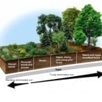 Soil Building – How to Make Deep Rich Soils by Imitating Nature