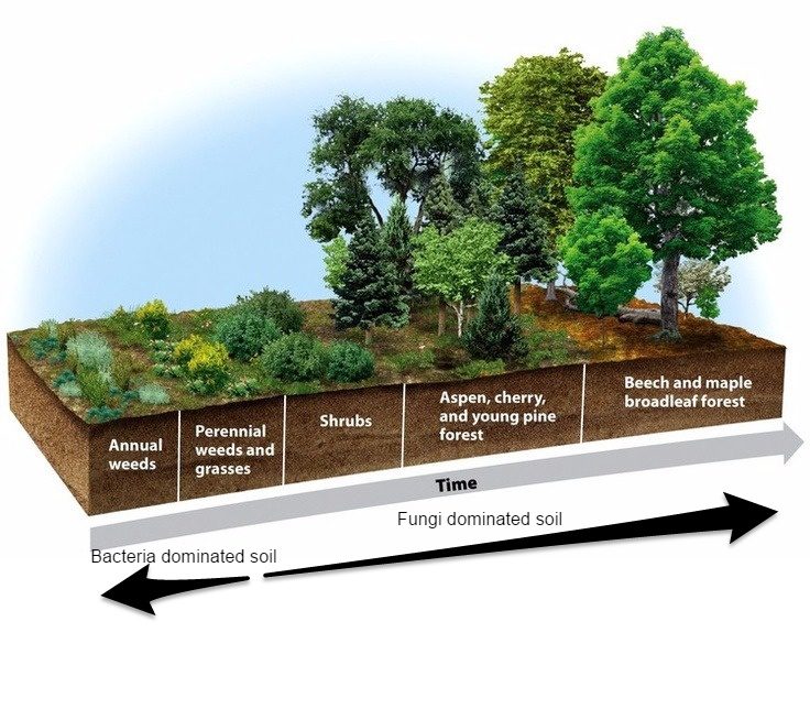 soil building succession