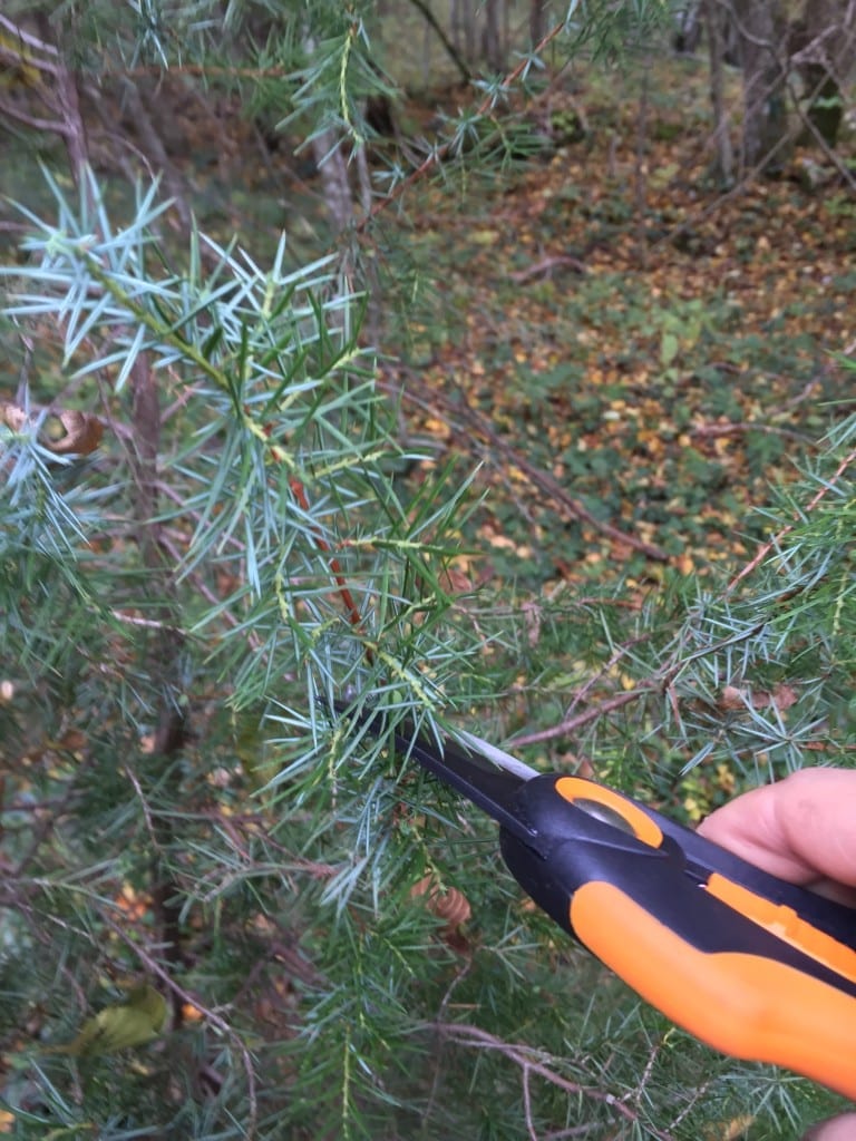 food forest plants