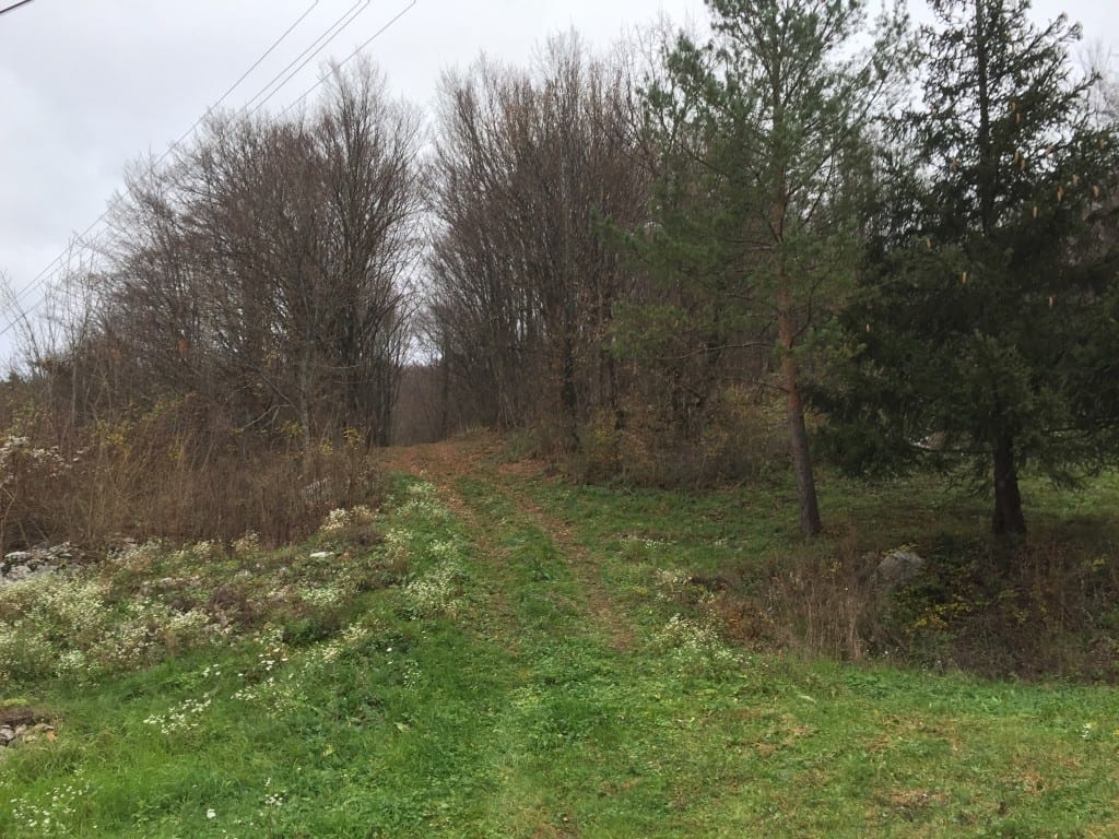 food forest inspiration