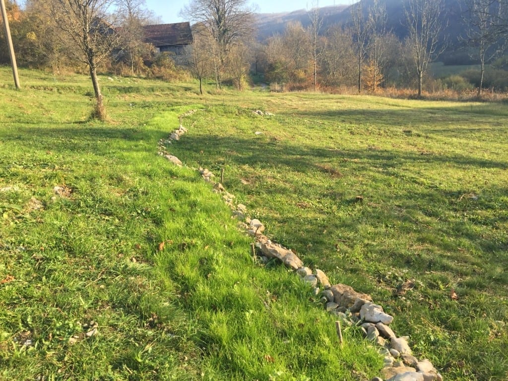 Food forest beginnings