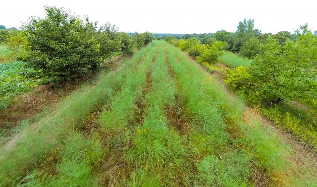 New-Forest-Farm-Drone-Fly-By-crop