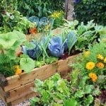 Permaculture can be Profitable! Finding Buyers for your Products: Guest Post