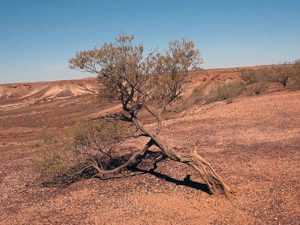 MulgaTree