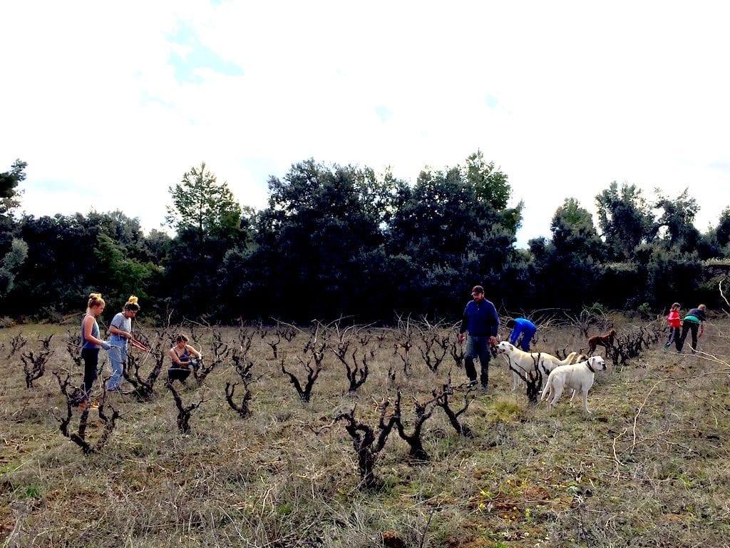 Esmee, Rayna and Alta from the US learned how to prune vines with us