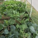Crisis Gardening: Growing enough food to feed your family