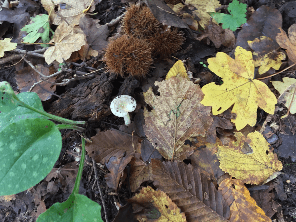 Forest Fungi