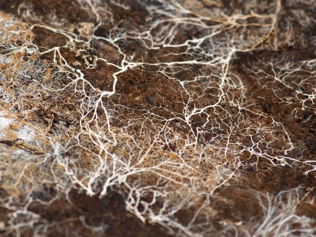 Forest Fungi