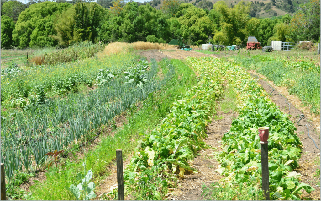 vegetable garden rows